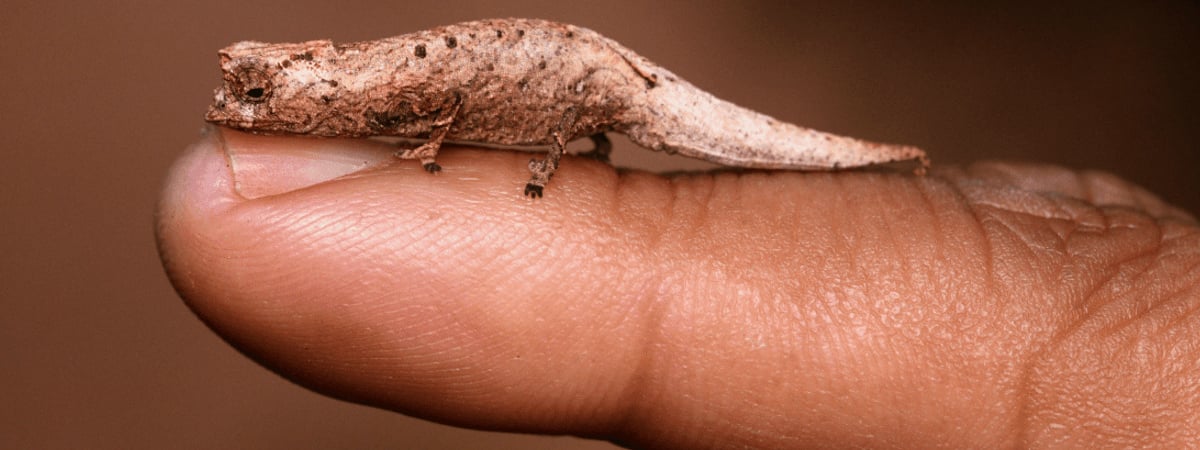 На Мадагаскаре обнаружили мини-хамелеона размером «чуть больше кончика указательного пальца» — Фото