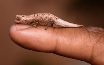 На Мадагаскаре обнаружили мини-хамелеона размером «чуть больше кончика указательного пальца» — Фото