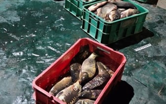 Более 150 килограмм рыбы пытался украсть работник рыбхоза. Случай в Брестской области