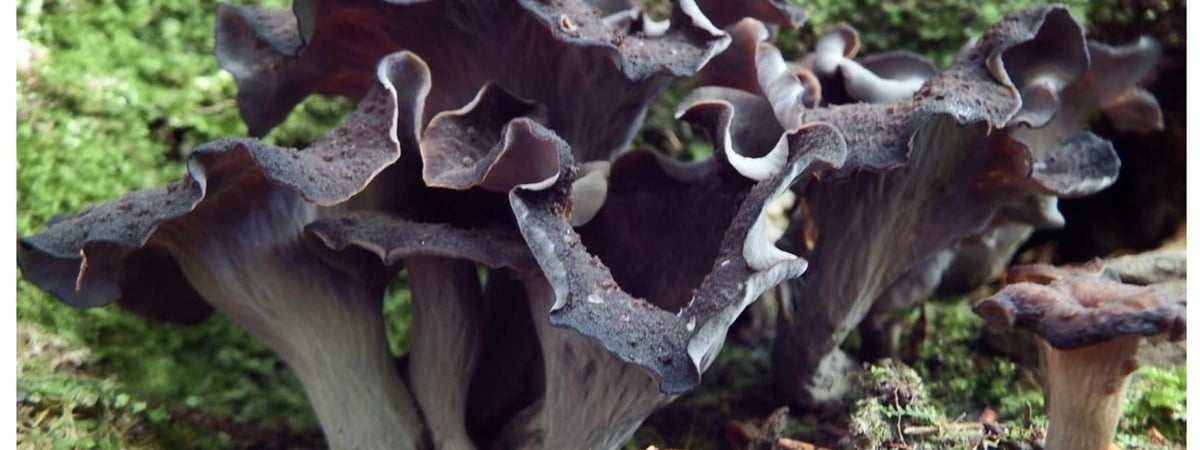 Штраф – до 1260 рублей. Этот «завирусившийся» гриб теперь нельзя собирать в Беларуси — Полезно