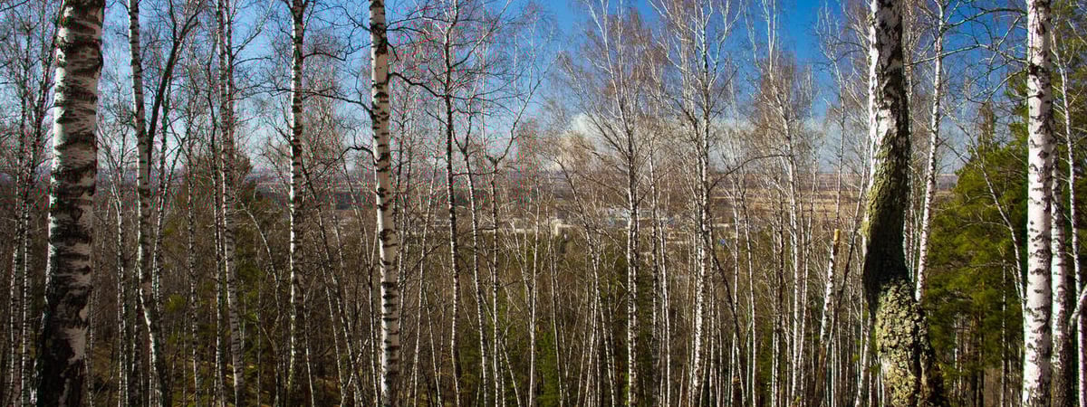 Ограничения на посещение лесов ввели во всех районах Беларуси