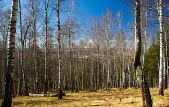 Ограничения на посещение лесов ввели во всех районах Беларуси