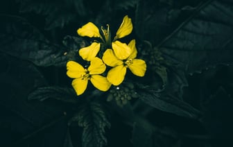 Изнасилованная в центре Варшавы беларуска умерла