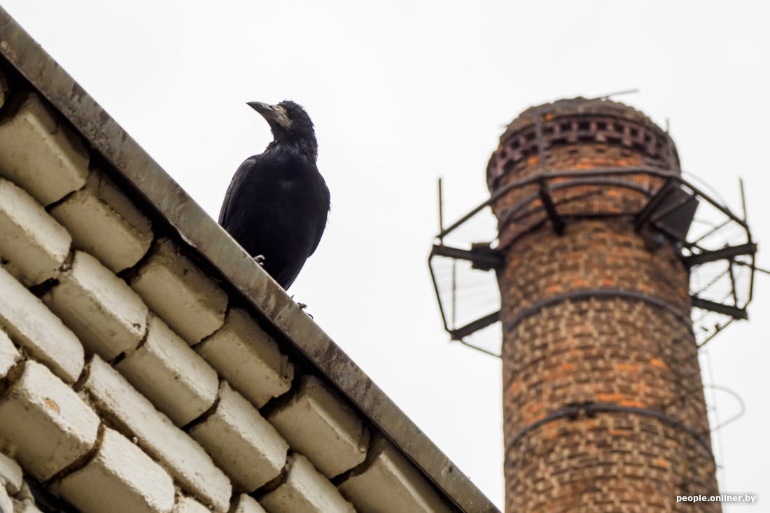 Вороны стали нападать на минчан — в соцсетях паника. Узнали у орнитолога, что происходит и опасны ли укусы птиц