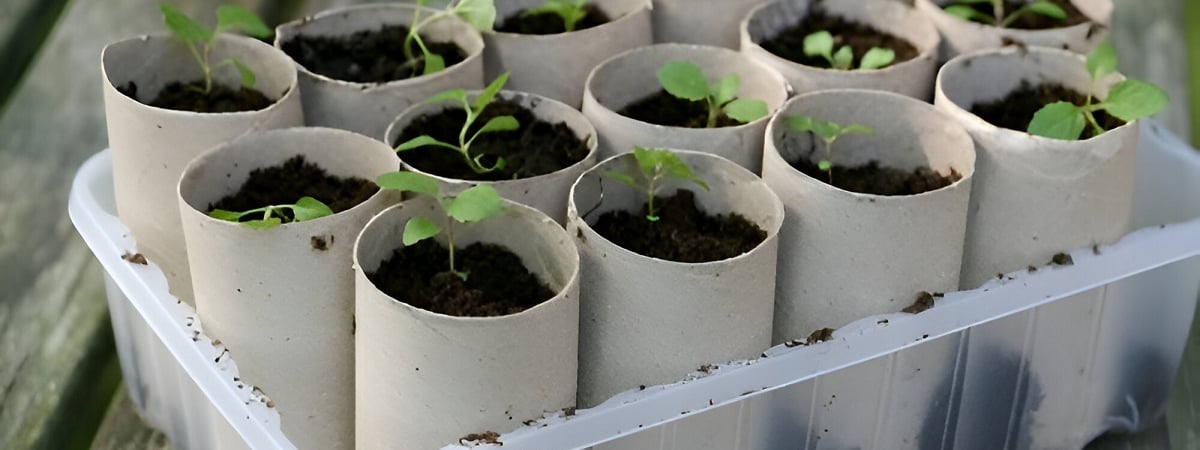 Огородники посоветовали начать собирать втулки от туалетной бумаги. Зачем садить в них семена для рассады? — Полезно