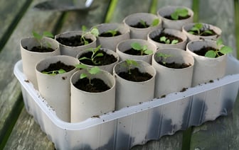 Огородники посоветовали начать собирать втулки от туалетной бумаги. Зачем садить в них семена для рассады? — Полезно