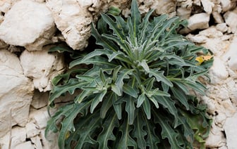 Прогноз роста ВВП Беларуси в 2024 году