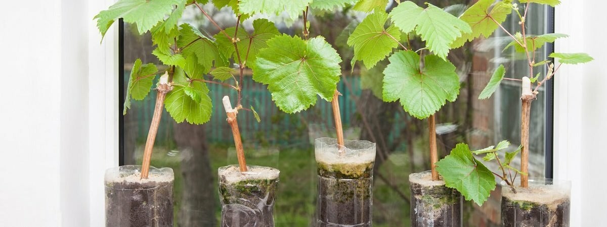 Минчанин отсудил 179 рублей за неприжившиеся саженцы персика и винограда. А так можно?