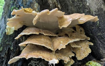 В Беловежской пуще нашли новый для Беларуси вид гриба