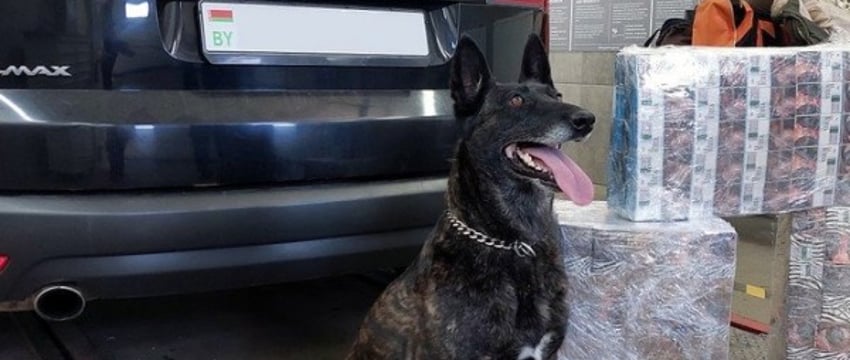 Голландская овчарка нашла контрабандные сигареты в автомобиле белоруса в Польше