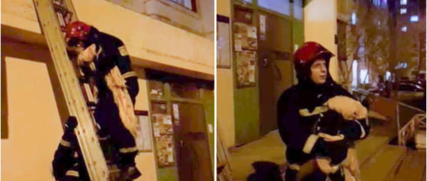 Павлин залетел на многоэтажку в Гомеле