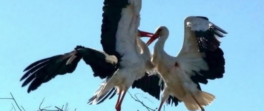 Необычные «квартиры» для аистов создают в Бресте