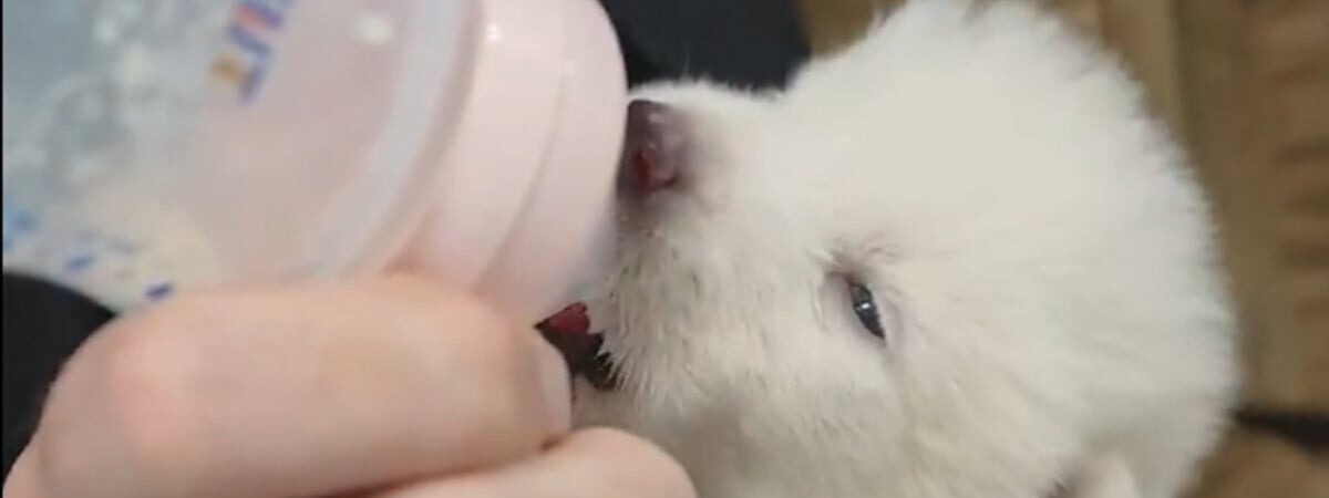 Американская компания заявила о «воскрешении» вымершего волка. У учёных возникли вопросы — Фото