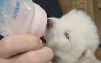 Американская компания заявила о «воскрешении» вымершего волка. У учёных возникли вопросы — Фото