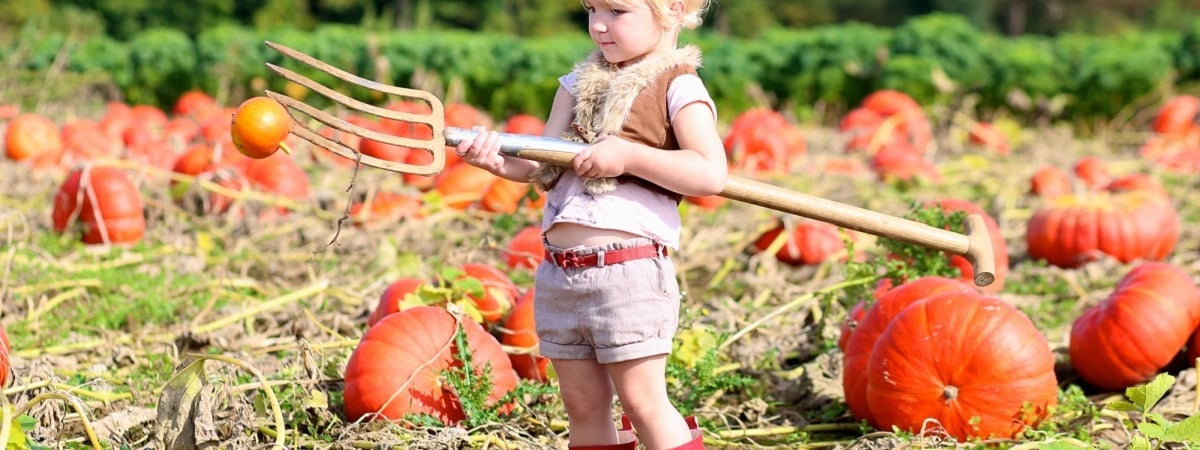 4 главных дела на огороде и в саду этой осенью. Что посадить в Беларуси, чтобы получить богатый урожай? — Полезно