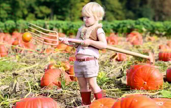 4 главных дела на огороде и в саду этой осенью. Что посадить в Беларуси, чтобы получить богатый урожай? — Полезно