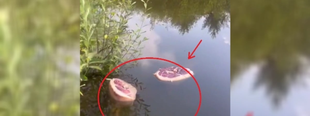 «Кто то шашлыки замачивает?» — Белоруска пожаловалась на плавающее мясо в водоёме под Сморгонью — Видео