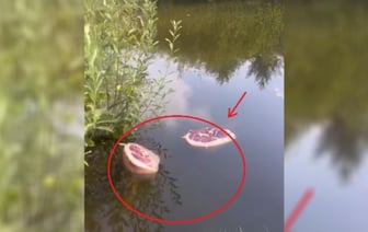 «Кто то шашлыки замачивает?» — Белоруска пожаловалась на плавающее мясо в водоёме под Сморгонью — Видео