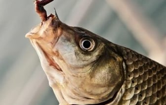 Браконьеры в Беларуси пойманы на 85 000 рублей