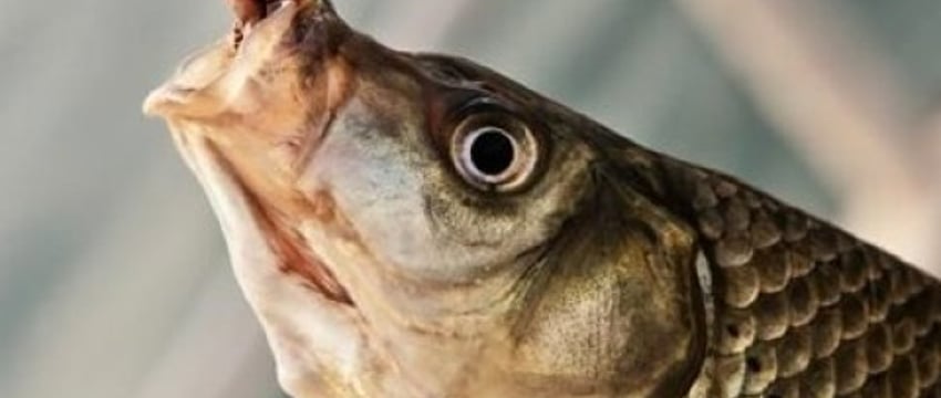 Браконьеры в Беларуси пойманы на 85 000 рублей