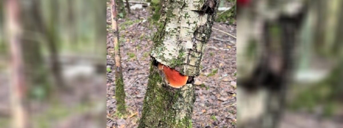 «Теперь в лес с бензопилой ходить?» — Белорус показал гриб-«внутриберезовик». Это как? — Видео