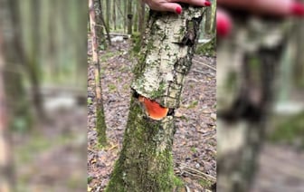 «Теперь в лес с бензопилой ходить?» — Белорус показал гриб-«внутриберезовик». Это как? — Видео