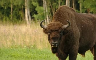 В Беларуси в стаде коров заметили зубра - видео