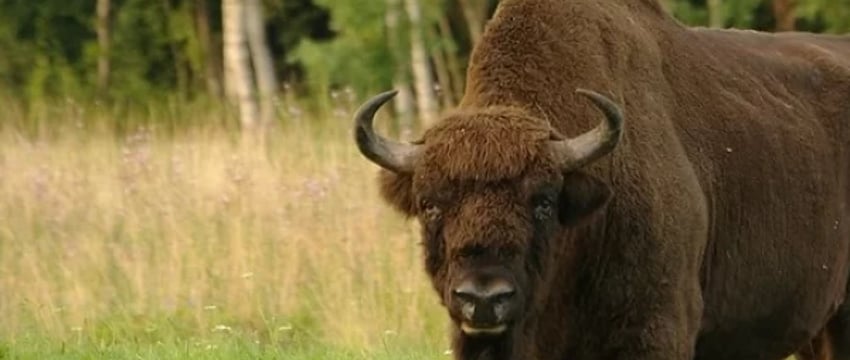 В Беларуси в стаде коров заметили зубра - видео