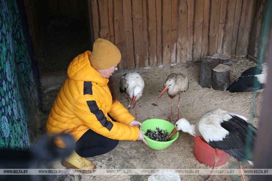«Списали на мясо, а мы выкупили». Фермеры из Беларуси собрали мини-зоопарк спасенных животных