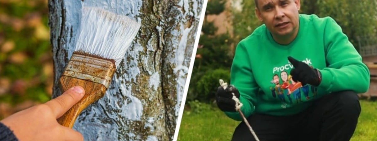 Как защитить плодовые деревья в октябре? Садовод показал рецепт качественной побелки из 3 ингредиентов — Полезно