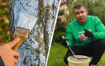 Как защитить плодовые деревья в октябре? Садовод показал рецепт качественной побелки из 3 ингредиентов — Полезно