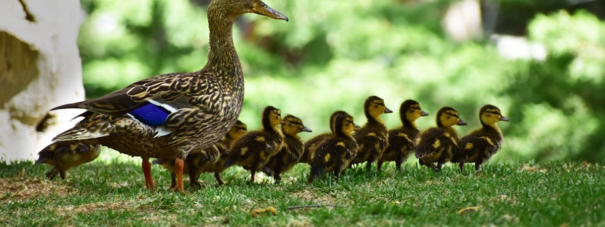 Китайские хакеры попытались атаковать OpenAI