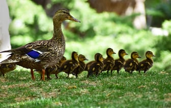 Китайские хакеры попытались атаковать OpenAI