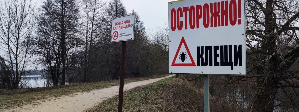 В Могилёве медики зафиксировали первый укус клеща в 2025 году. Так рано?