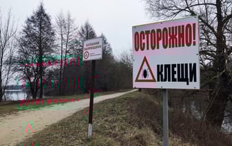 В Могилёве медики зафиксировали первый укус клеща в 2025 году. Так рано?