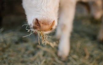 «Софийка» изменяет облик. Полоцкий молочный комбинат представил свой обновленный бренд