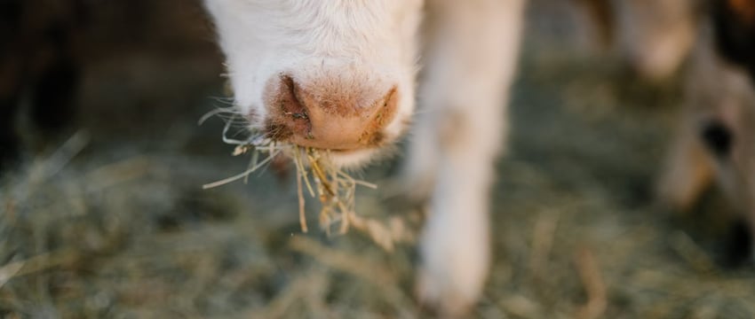 «Софийка» изменяет облик. Полоцкий молочный комбинат представил свой обновленный бренд