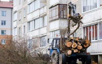 Кто и почему срезает деревья и кустарники возле многоквартирных домов в Березе