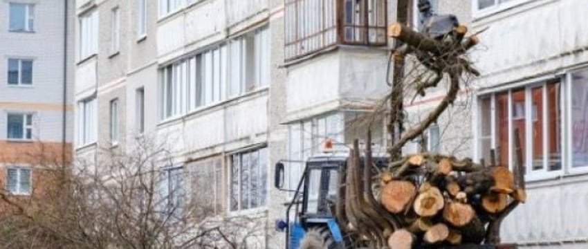 Кто и почему срезает деревья и кустарники возле многоквартирных домов в Березе
