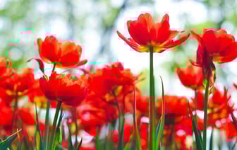 Выходные в Гомеле. Куда сходить 6-7 апреля?