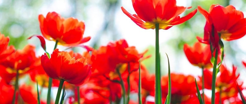 Выходные в Гомеле. Куда сходить 6-7 апреля?