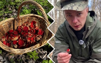 «Экологический индикатор» — Грибник объяснил, зачем белорусам искать в лесу «чашу эльфа» — Полезно