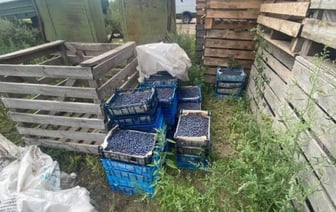 16-летний парень украл голубики на сумму более 1800 рублей. Случай в Брестской области