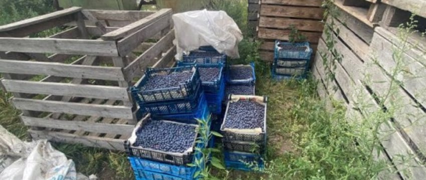 16-летний парень украл голубики на сумму более 1800 рублей. Случай в Брестской области