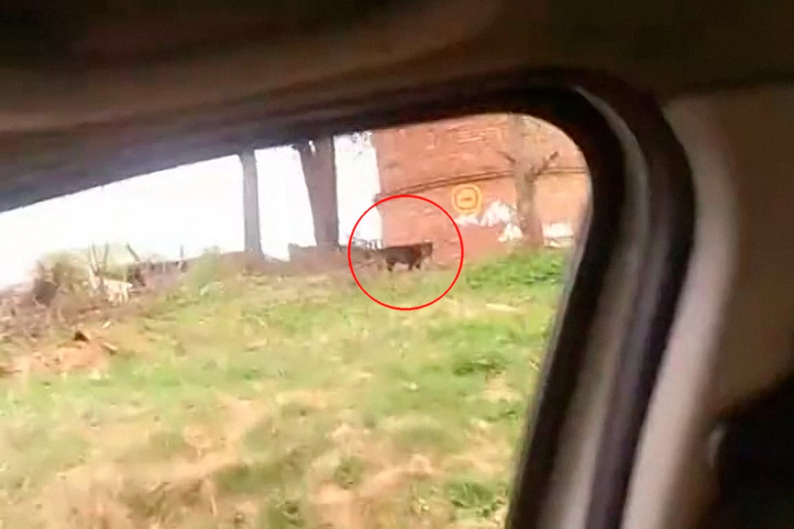 Зверь из Витебска. Кадр из видео