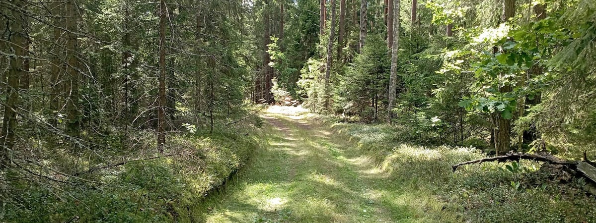 В Беларуси вступила в силу новая редакция Лесного кодекса