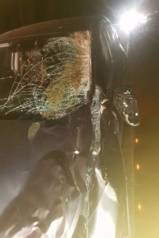 На М1 сбили медведя