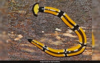 Эти ядовитые черви, обитающие в Техасе, размножаются в 2 раза, если их разрезать пополам.