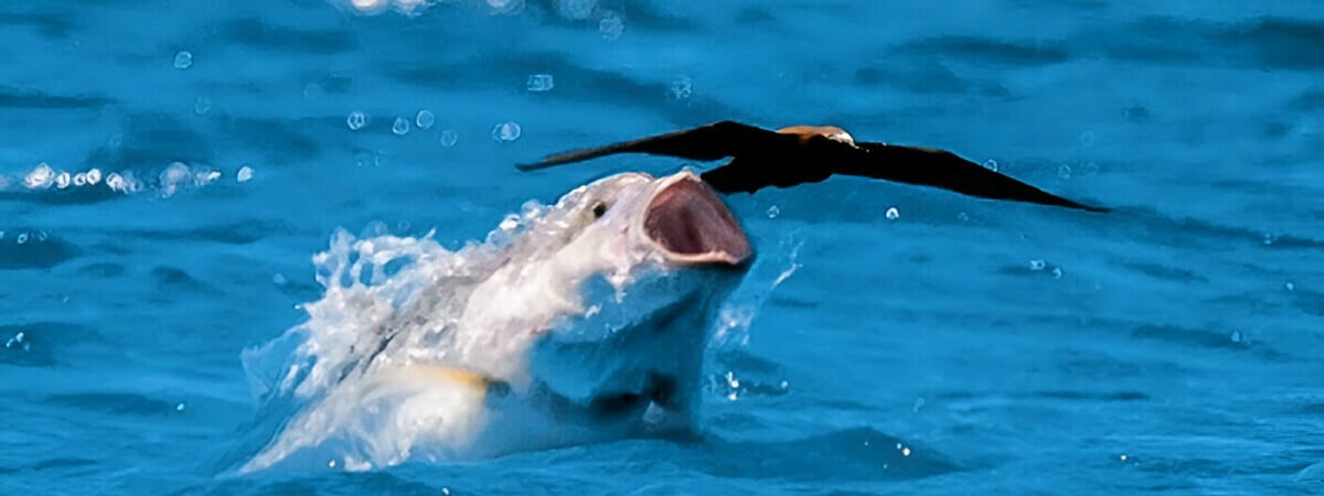 Ловля наоборот. Появилось видео, как рыбы охотятся на птиц — Видео