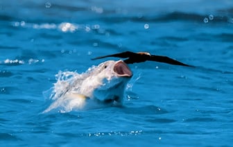 Ловля наоборот. Появилось видео, как рыбы охотятся на птиц — Видео